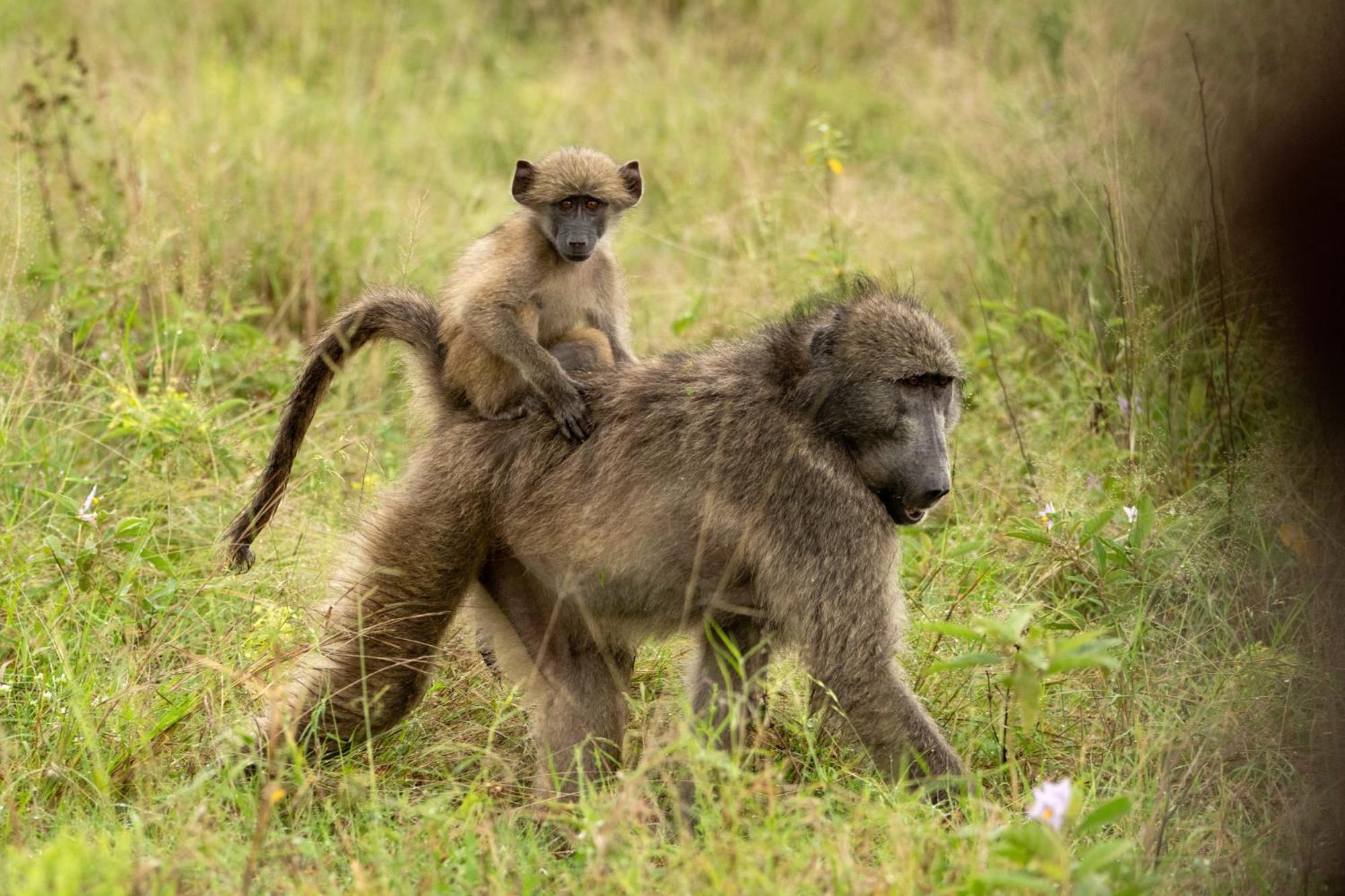 Aha Skukuza Safari Lodge Exteriör bild