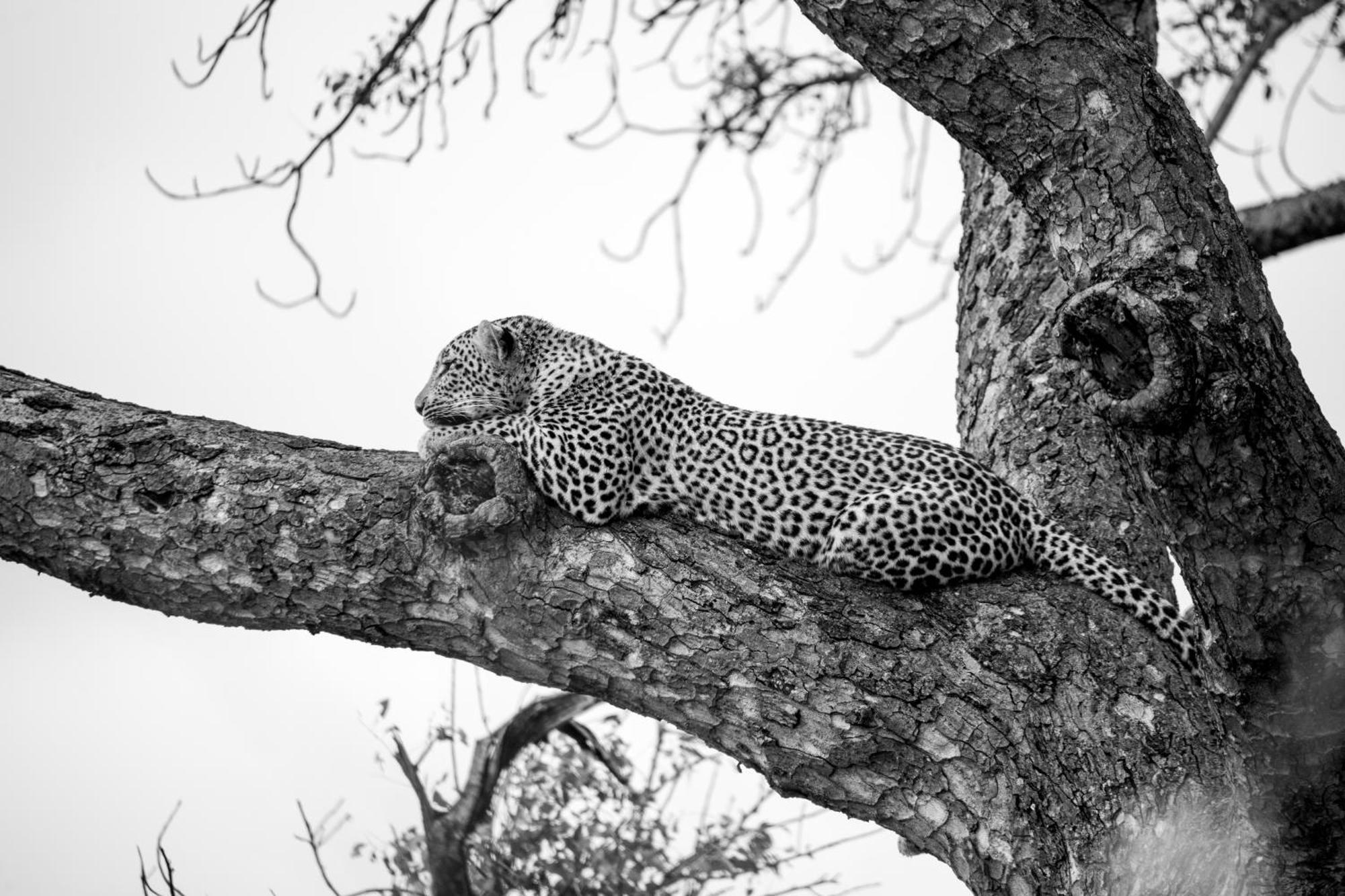 Aha Skukuza Safari Lodge Exteriör bild